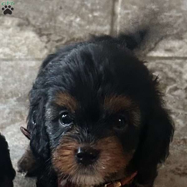 Judy, Cavapoo Puppy